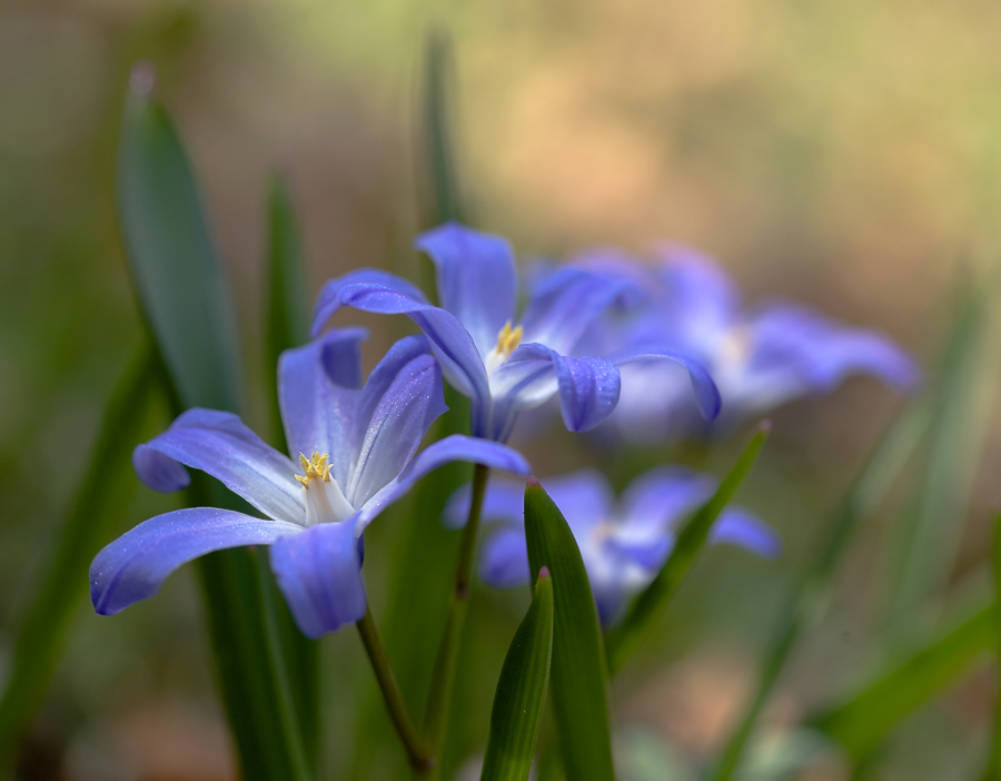 photo "***" tags: macro and close-up, nature, light, spring, sun, цветок