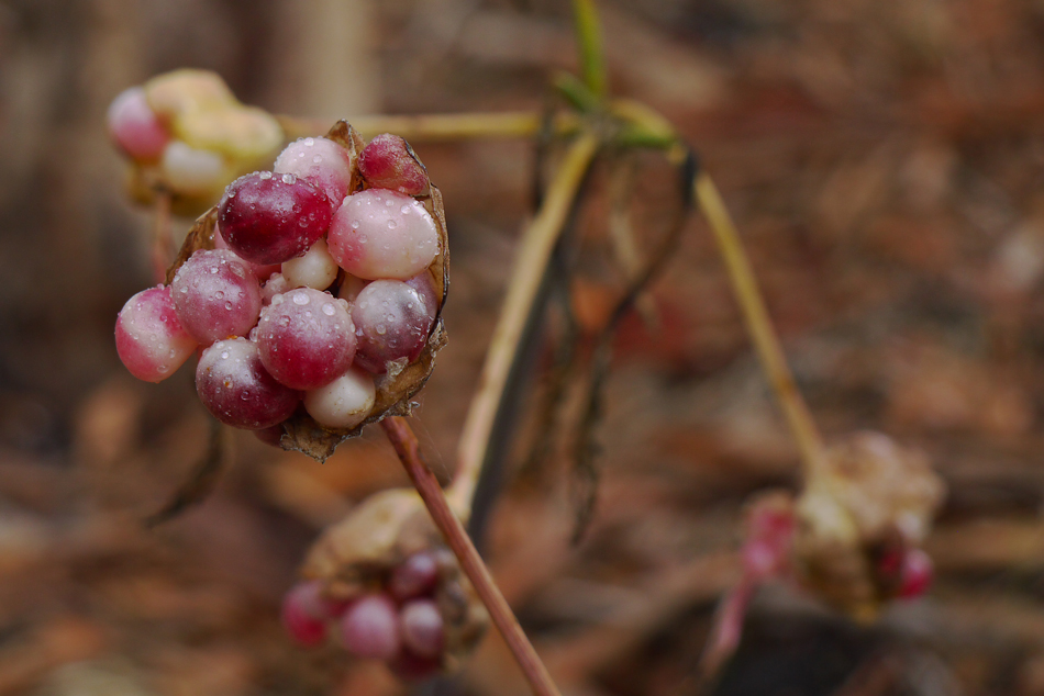 photo "Aussie Plant" tags: nature, macro and close-up, flowers