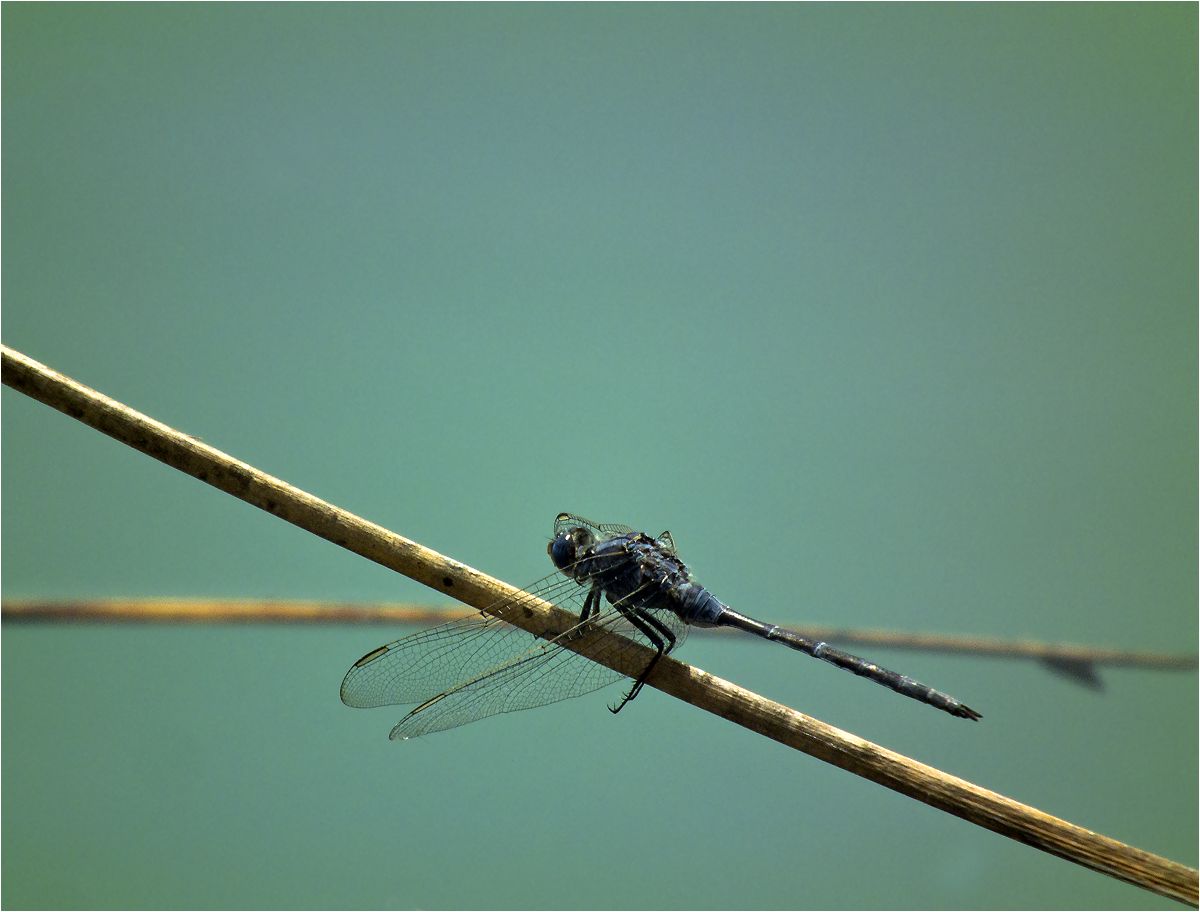 photo "Exercises on a log." tags: nature, macro and close-up, dragonfly, стрекоза