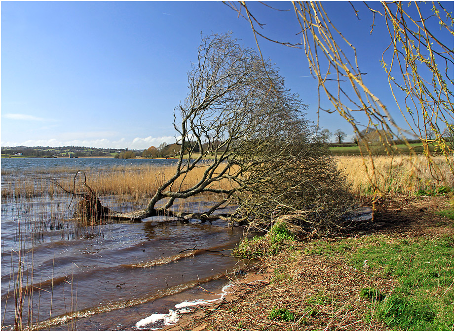 photo "***" tags: nature, spring, sun, tree, water