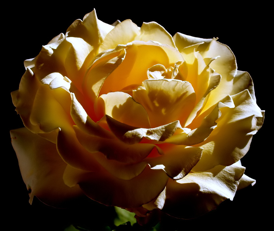 фото ""Another Rose..."" метки: природа, макро и крупный план, 