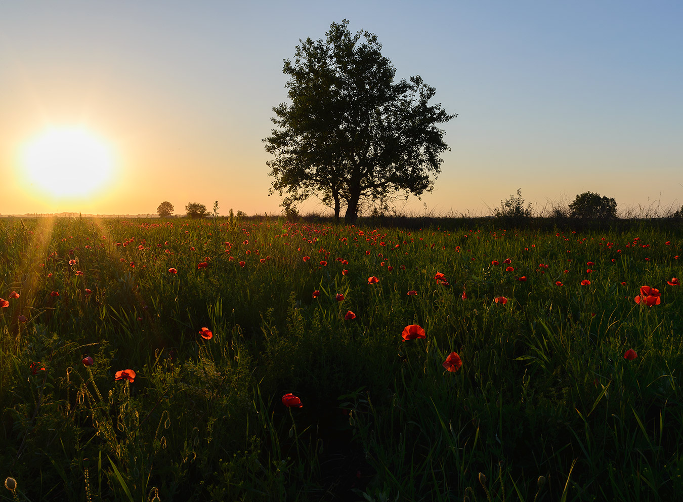 photo "red poppies" tags: landscape, travel, 