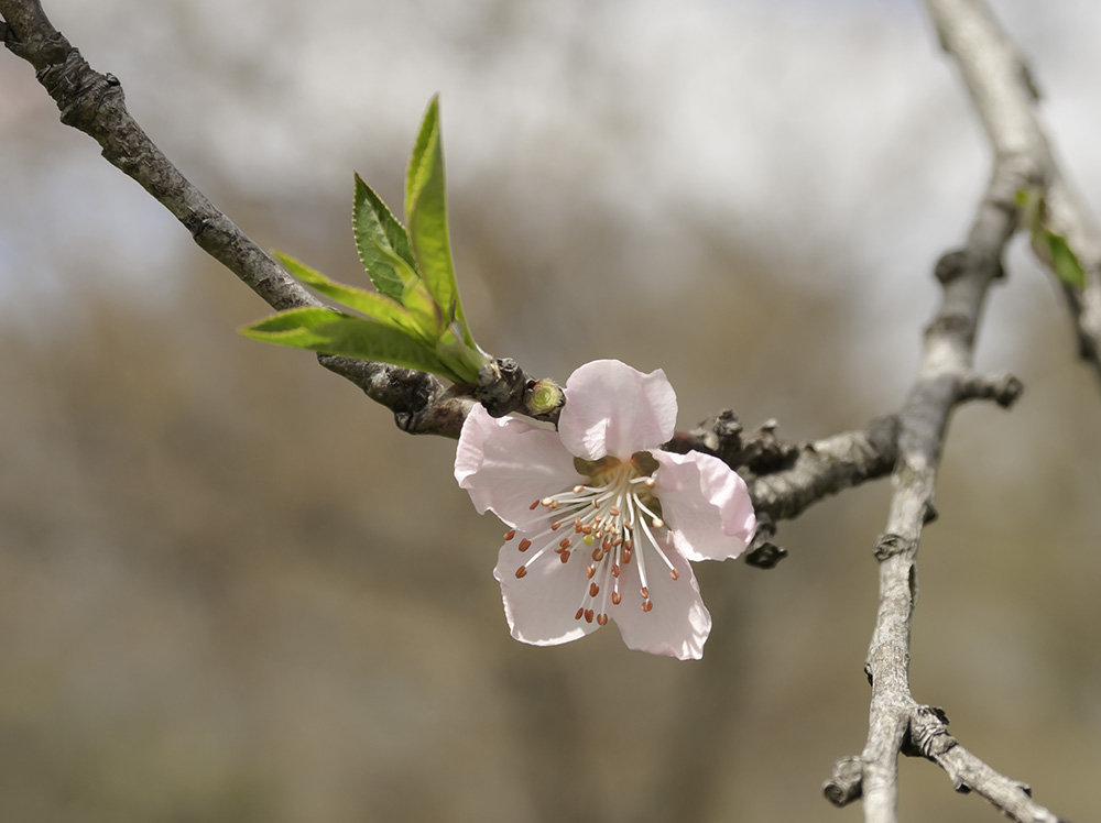photo "Blooming cherry tree" tags: nature, Brooklyn Botanical Garden, flowers, spring