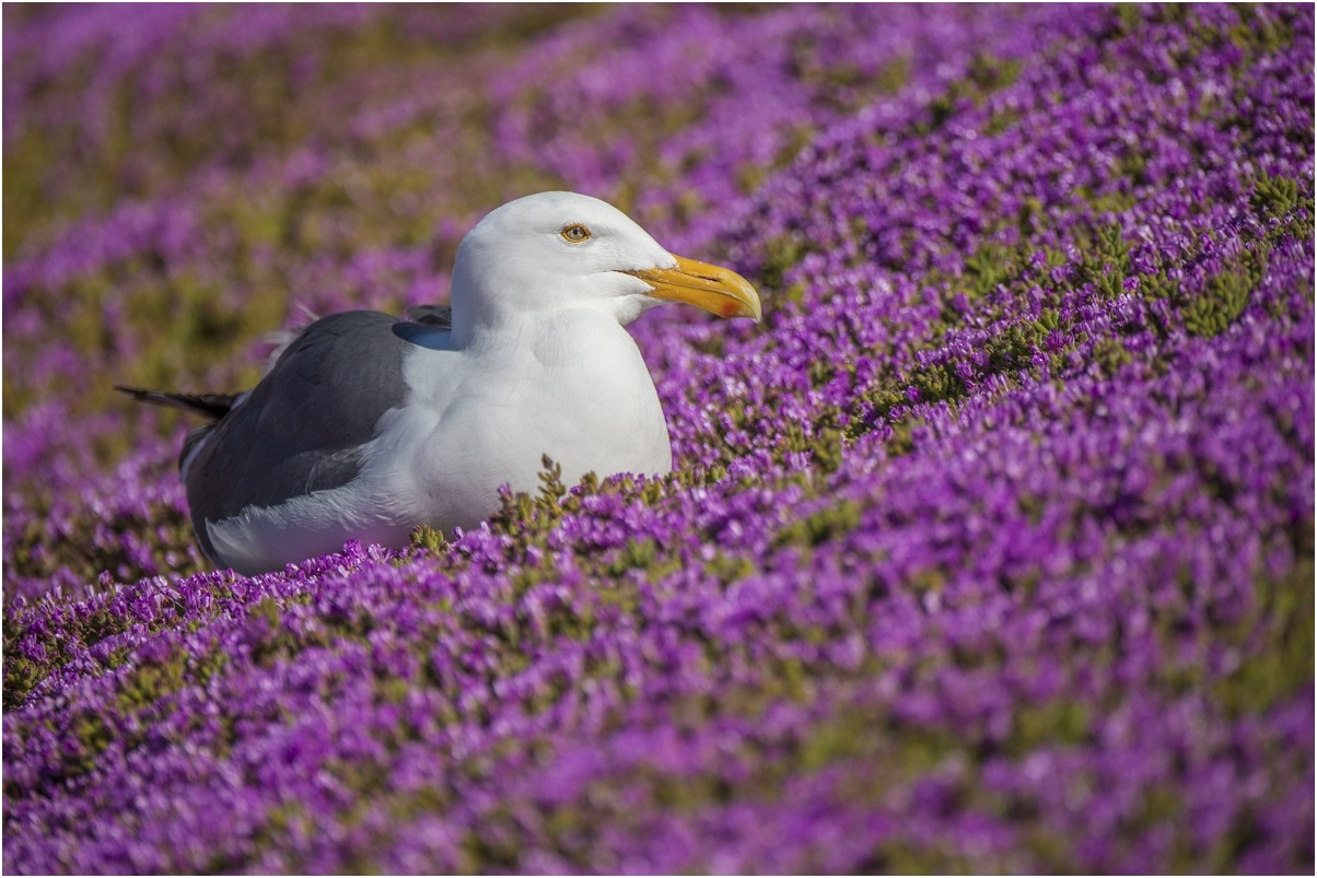 photo "in purple" tags: nature, bird, flowers, spring