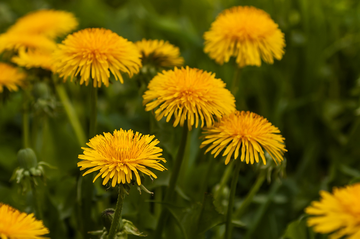 photo "***" tags: nature, flowers, spring