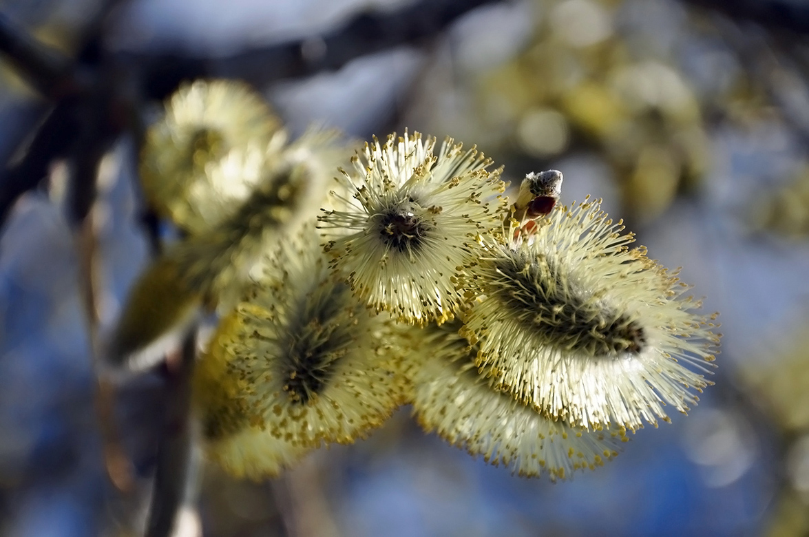 photo "***" tags: nature, flowers, spring, цветущая верба