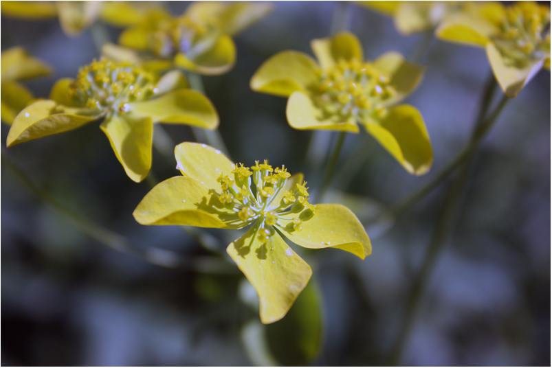 фото "Yellow" метки: , 