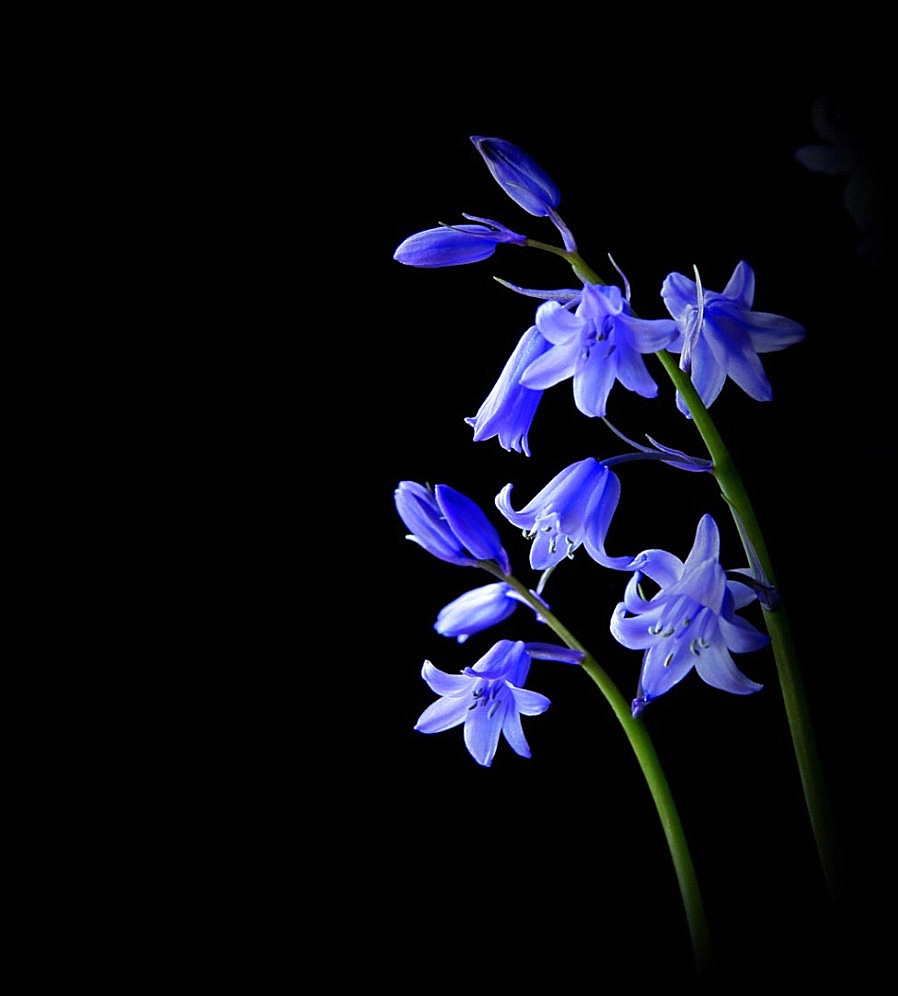 photo "bluebells" tags: still life, macro and close-up, flowers, spring