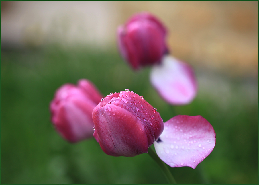photo "***" tags: nature, тюльпаны первая гроза