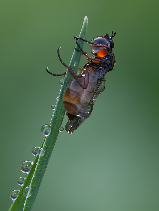 photo "***" tags: macro and close-up, 