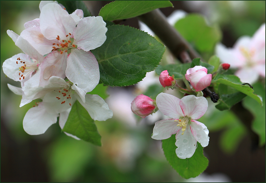 photo "Apple blossom" tags: nature, Яблоневый цвет