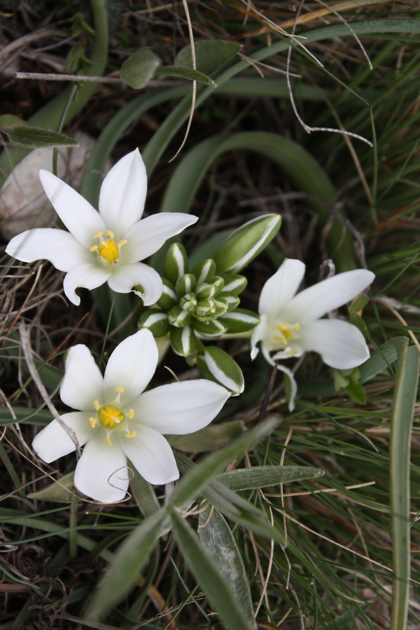 photo "Spring Crimea 2" tags: nature, 