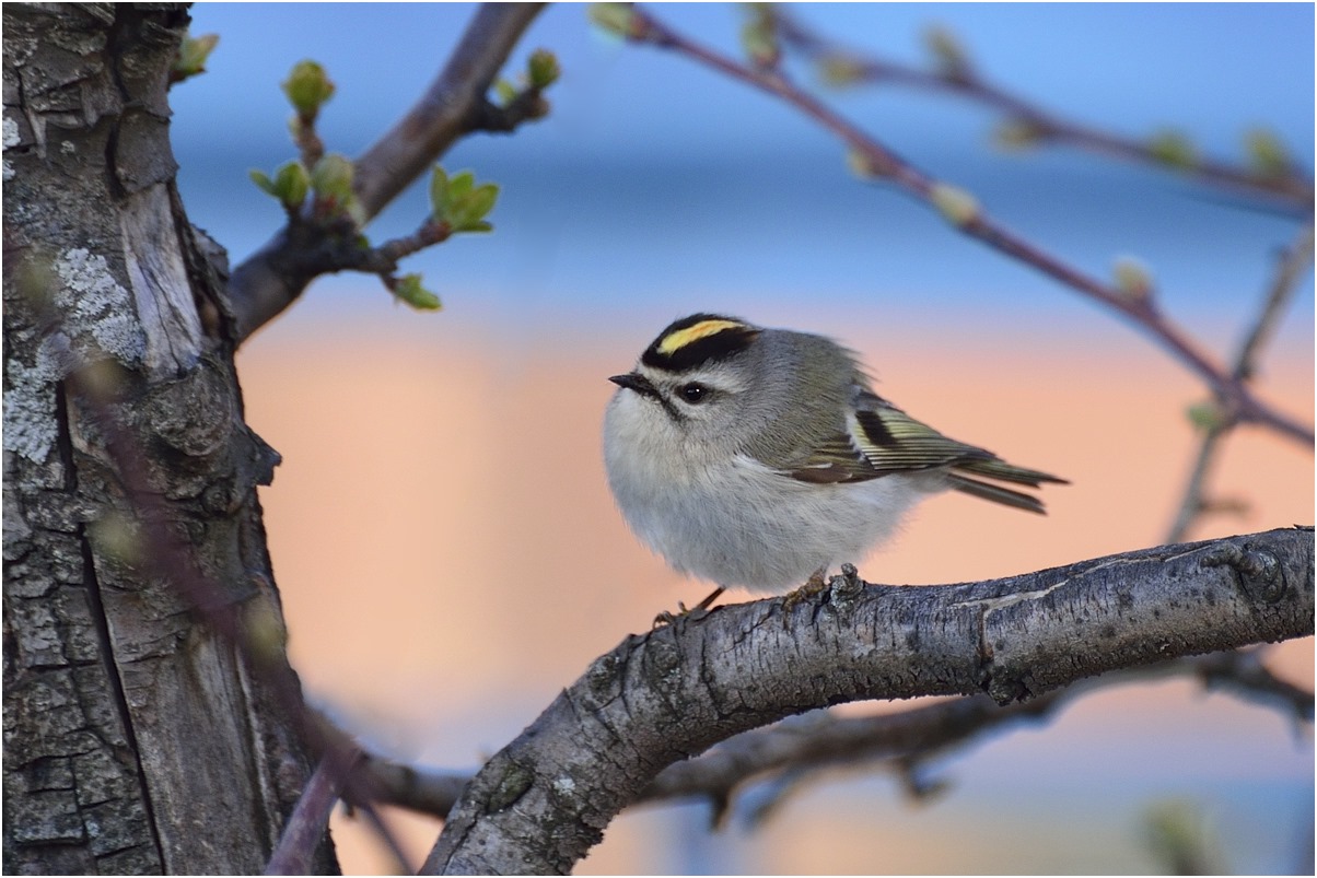 photo "Kinglet" tags: nature, bird, spring