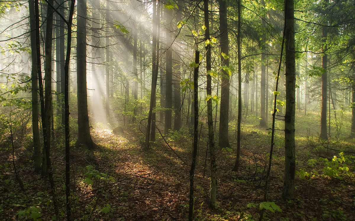 photo "Spring morning in the forest" tags: , 