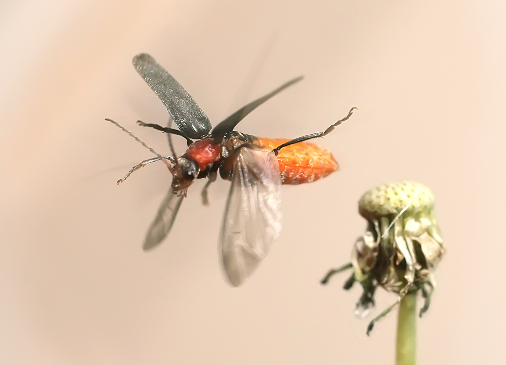 фото "Одна секунда,полет нормальный!" метки: макро и крупный план, природа, жук-мягкотелка, макро, насекомое