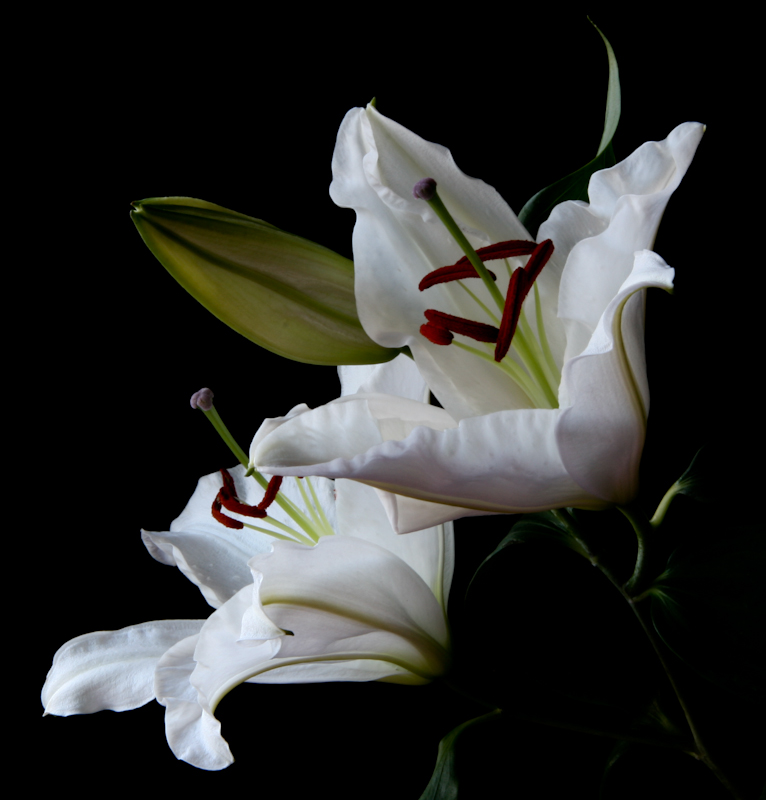photo "oriental lillies" tags: still life, macro and close-up, nature, flowers, spring