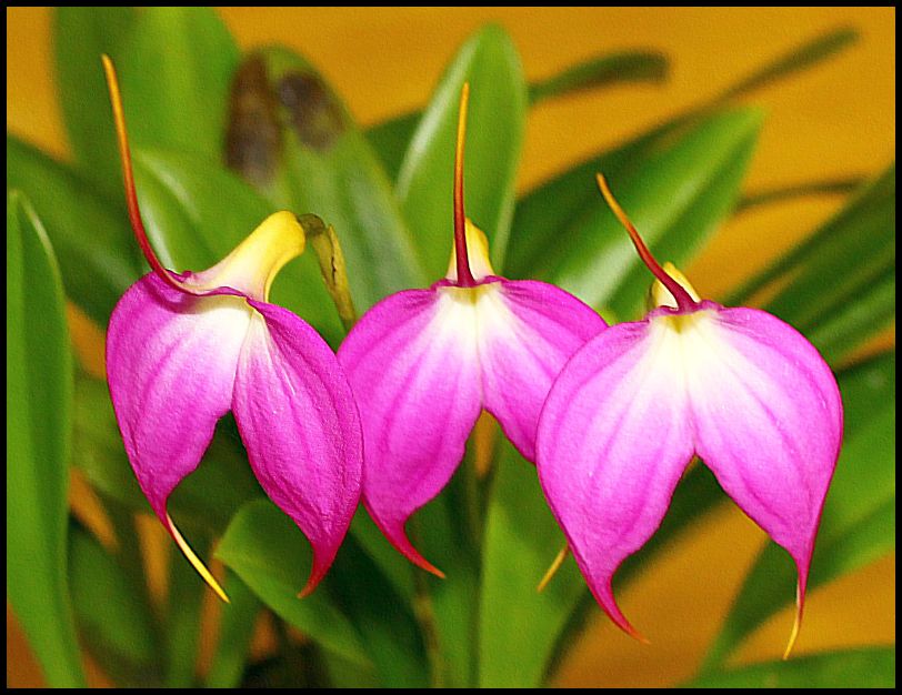 фото "Three Sisters. (Masdevallia Lynne Sherlock)" метки: природа, цветы