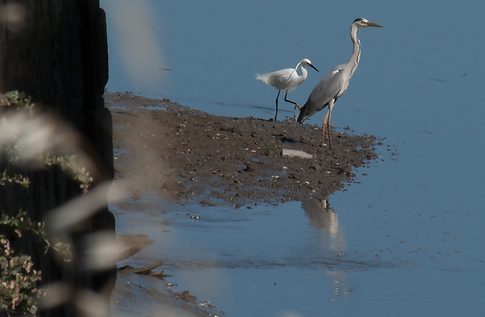 photo "Just Friends" tags: nature, landscape, misc., Tagus, Tejo, beauty, birds, herons, portugal, river, stream.