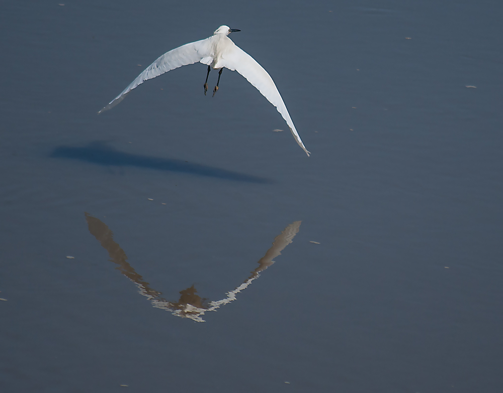 photo "Heron Flight" tags: nature, misc., landscape, Europe, Tagus, Tejo, animals, beauty, birds, estuary, portugal, river, water, wild animals