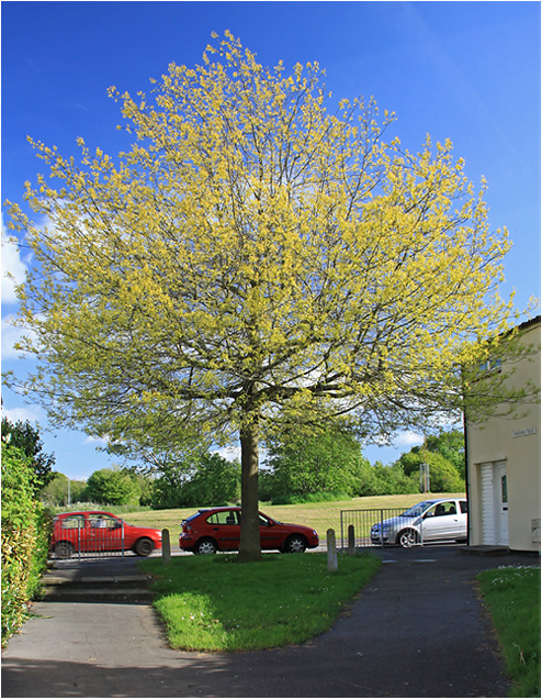 photo "Red, blue, yellow, green." tags: street, spring, tree