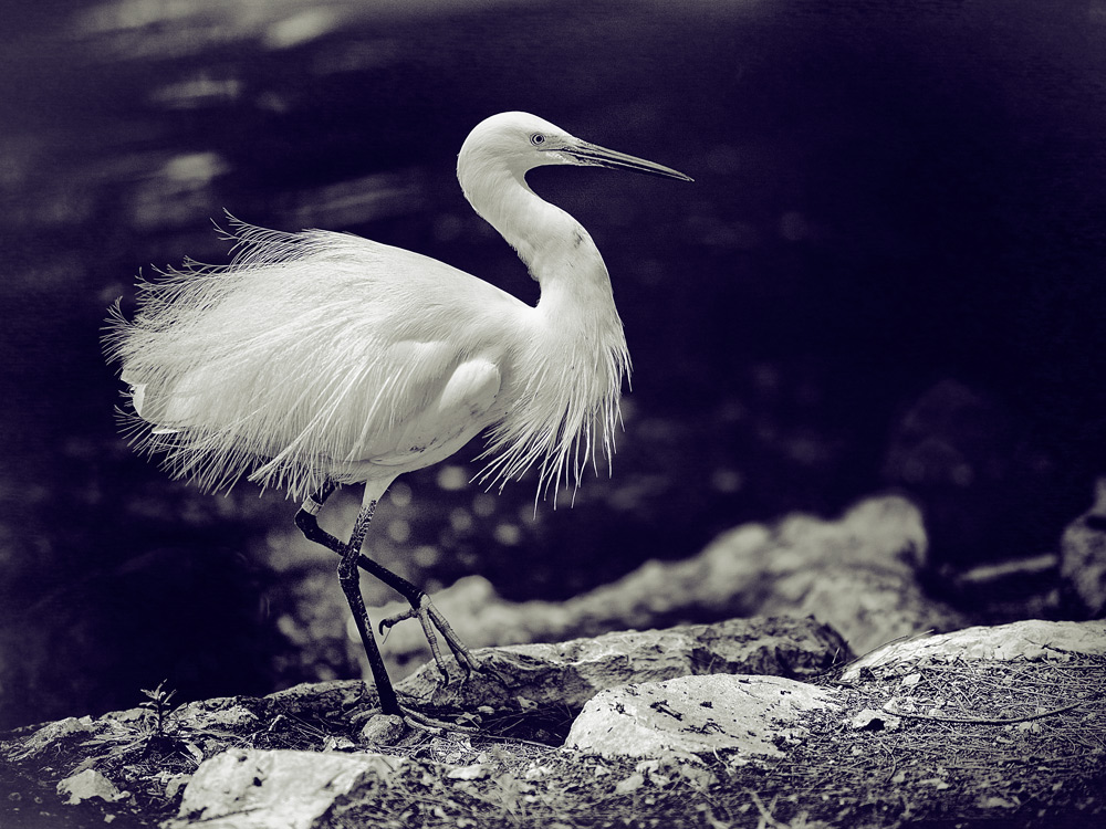 photo "Egretta garzetta" tags: nature, black&white, Egretta garzetta