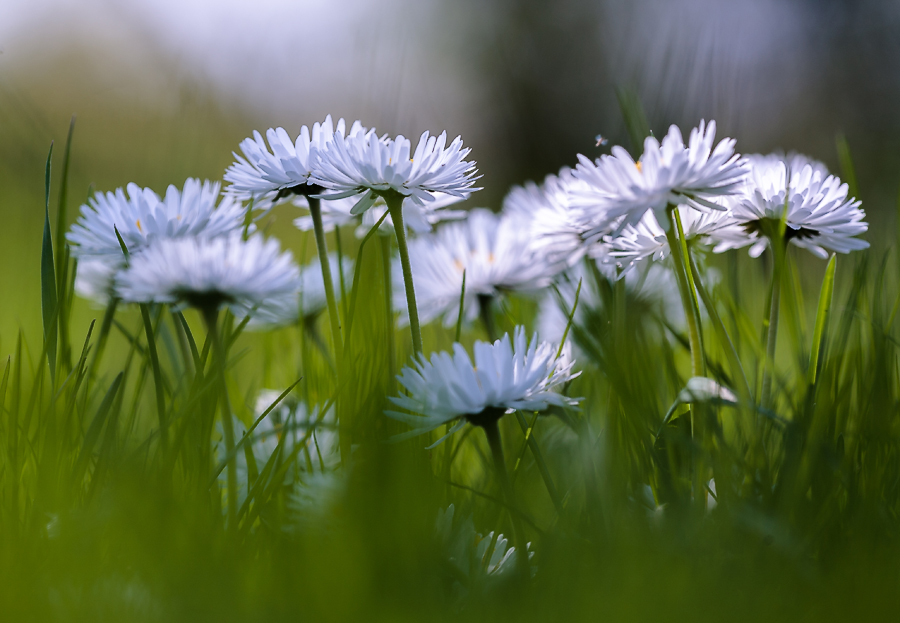 photo "***" tags: macro and close-up, nature, flowers, spring