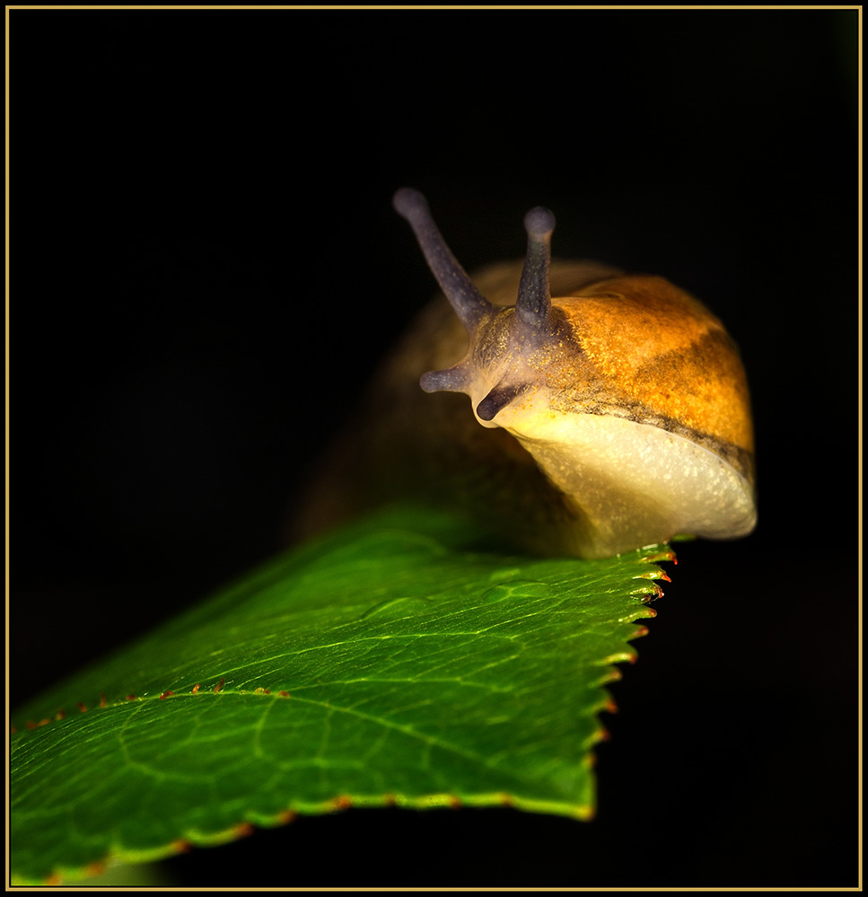 photo "***" tags: macro and close-up, nature, 