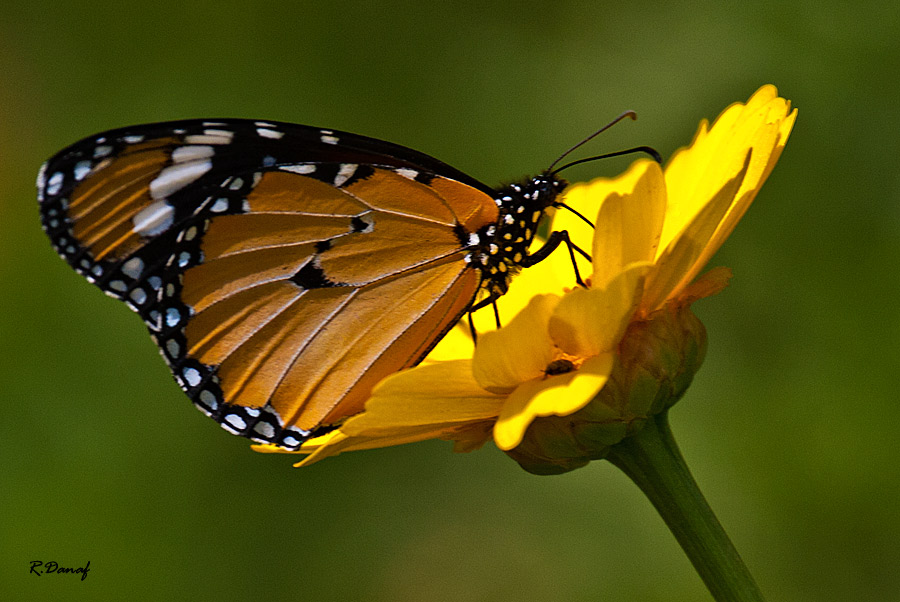 фото "Butterfly" метки: природа, макро и крупный план, 