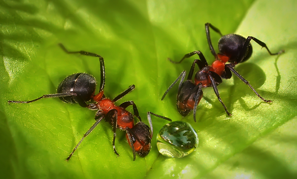 photo "***" tags: macro and close-up, nature, ant, макро