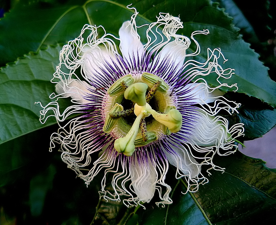 фото ""Passiflora (The Passion Flower)" метки: природа, макро и крупный план, 