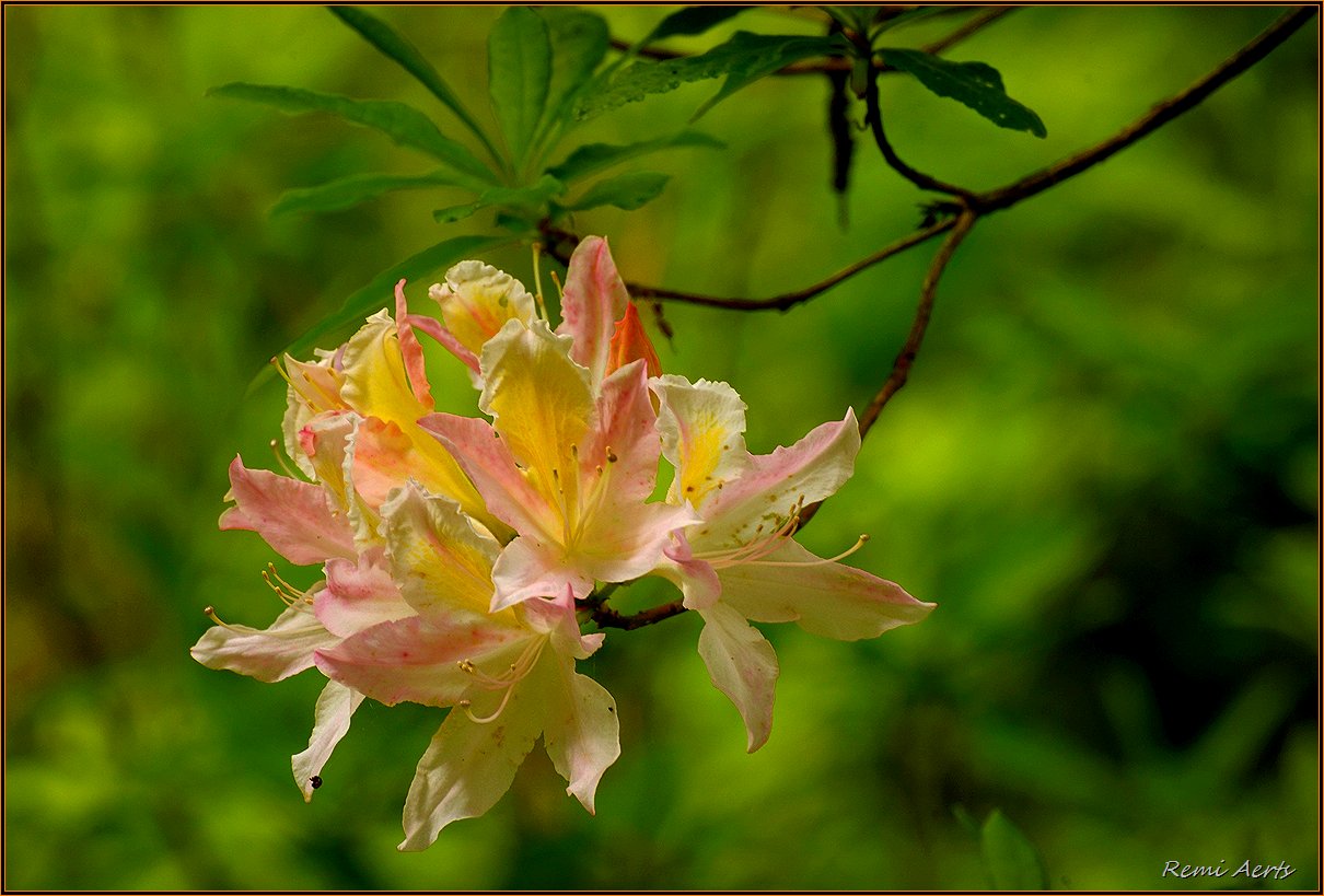 photo "***" tags: nature, macro and close-up, spring