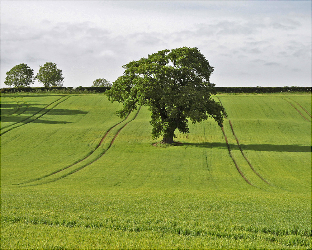 photo "***" tags: nature, meadow, tree, дерева