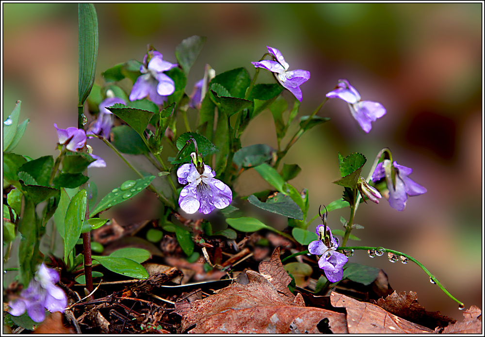 photo "***" tags: nature, macro and close-up, flowers, spring