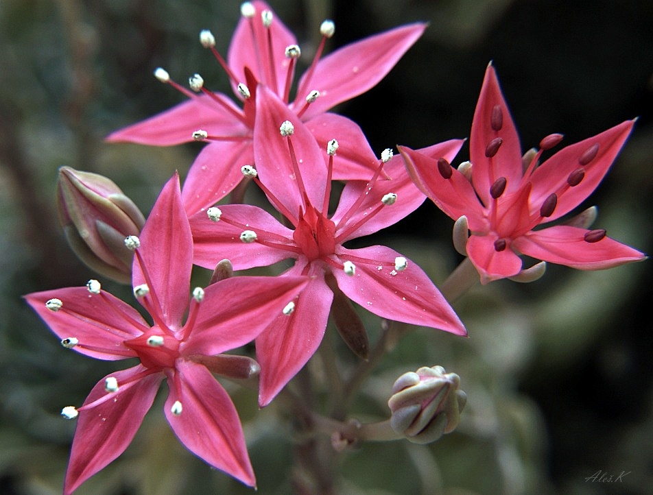 photo "stars" tags: macro and close-up, nature, 