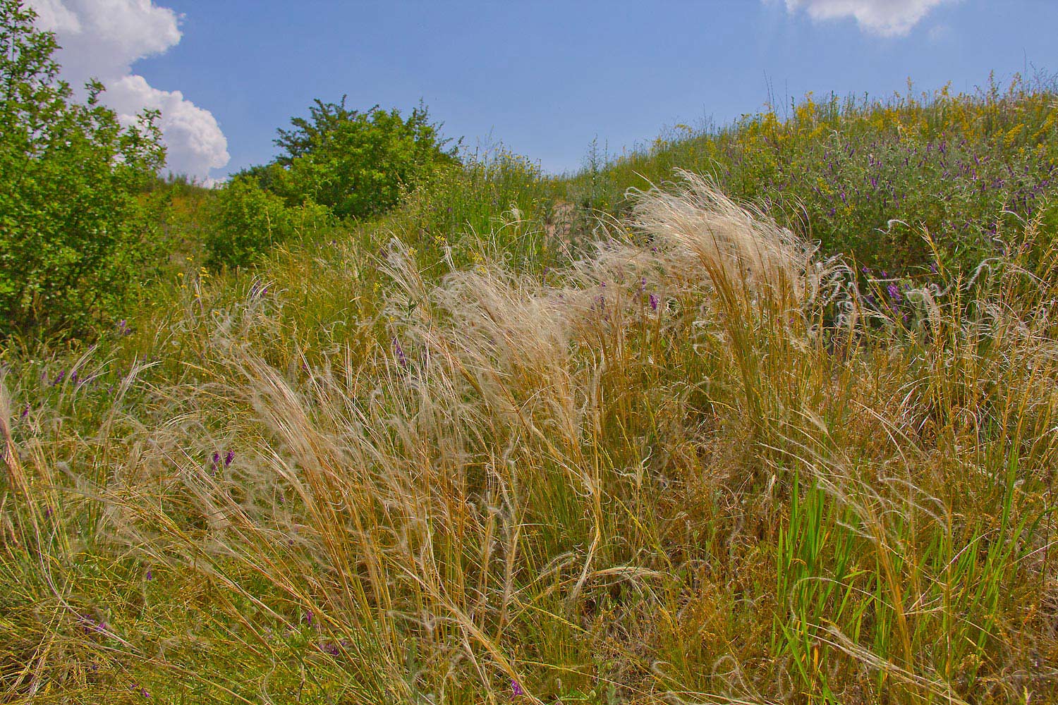 photo "***" tags: landscape, nature, spring