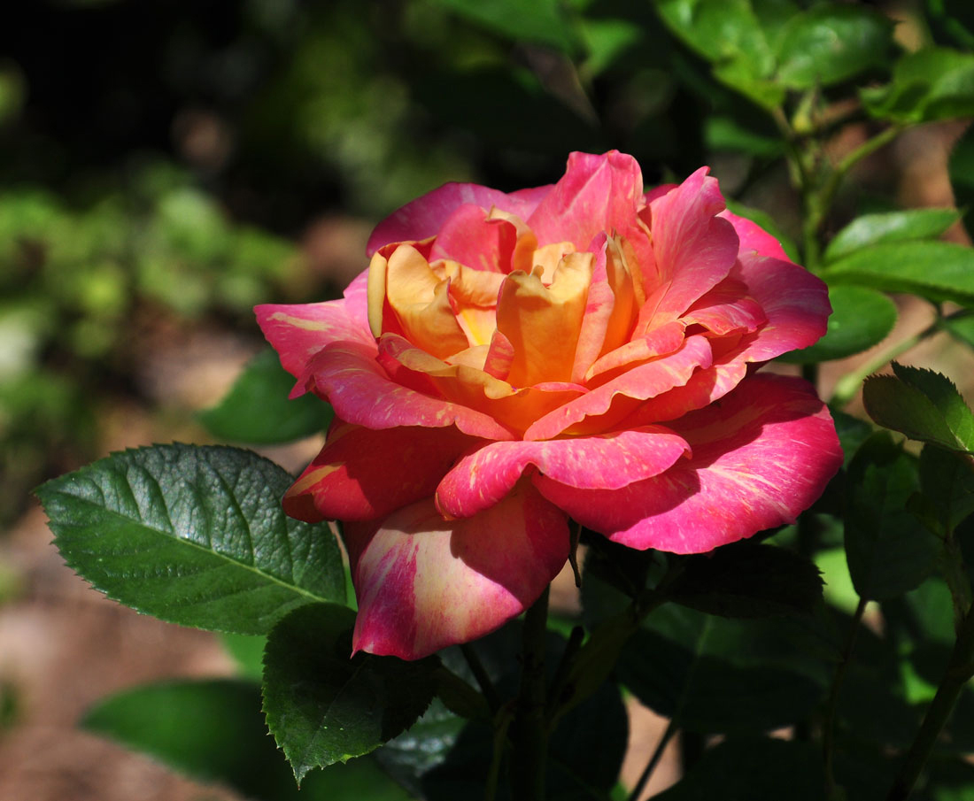 photo "***" tags: nature, evening, rose