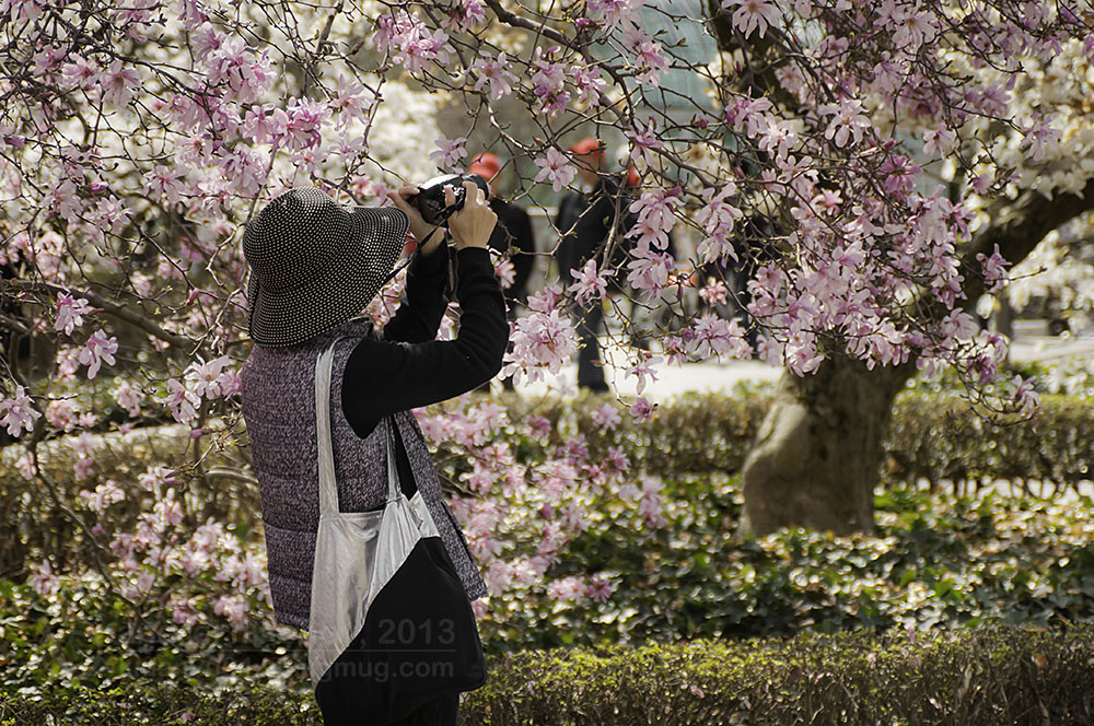 photo "В краю магнолий" tags: landscape, nature, Brooklyn Botanical Garden, flowers, spring
