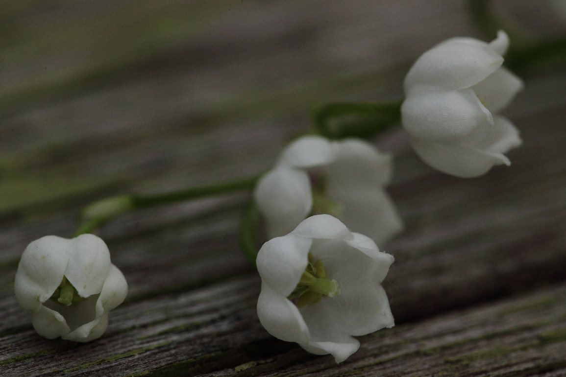 photo "***" tags: macro and close-up, nature, flowers, ландыши