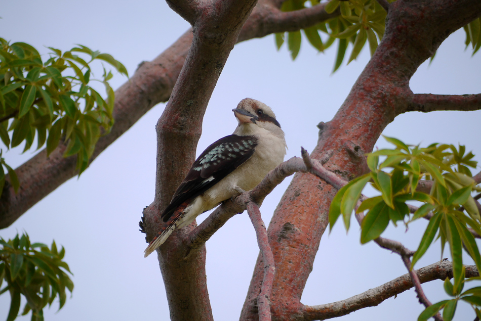 photo "Kookaburra" tags: nature, birds