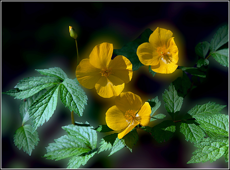 photo "***" tags: nature, flowers, spring