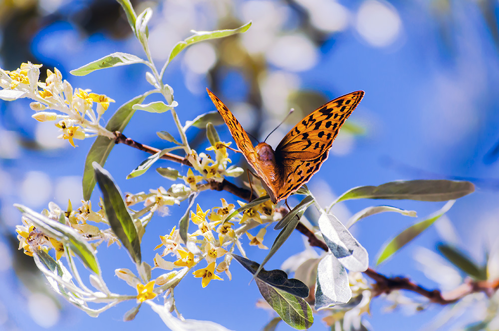 photo "***" tags: macro and close-up, butterfly