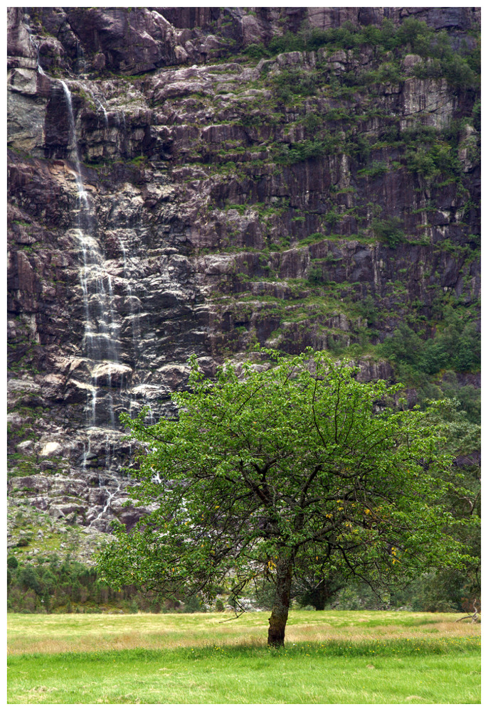 photo "tree" tags: landscape, Norway