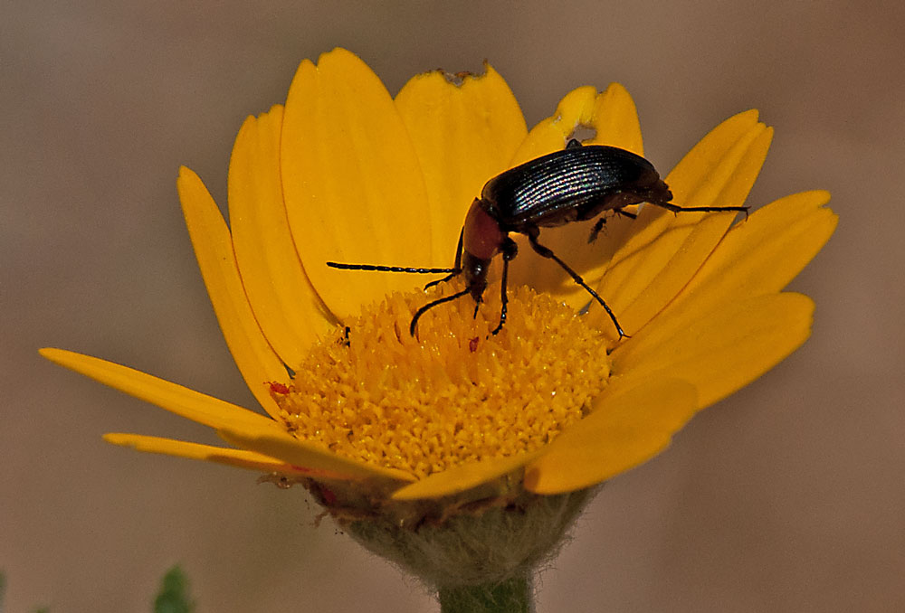 photo "Insect" tags: macro and close-up, nature, reporting, Tagus river, Tejo, estuary, flowers., insect, portugal