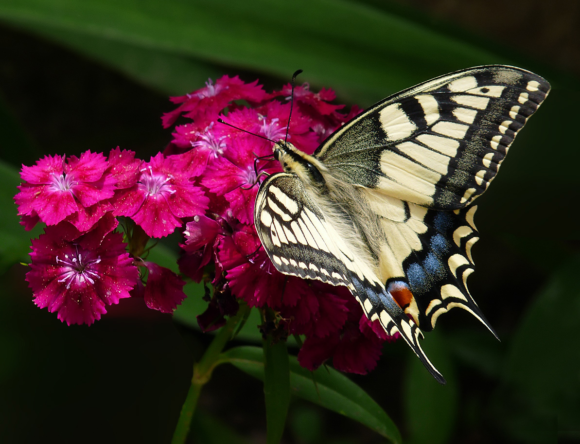 фото "***" метки: природа, 