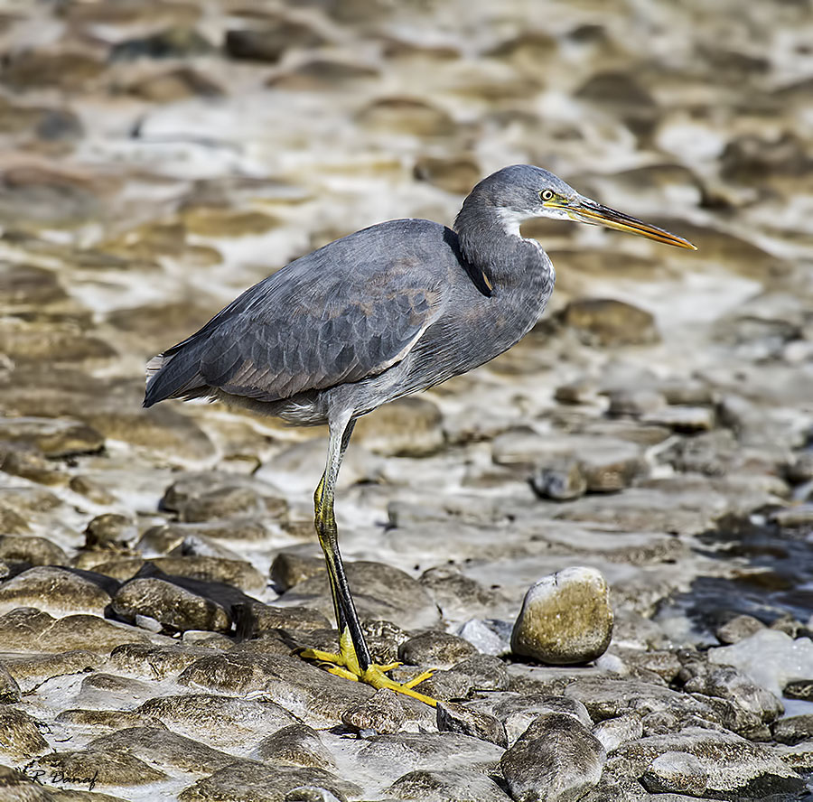 photo "Grey Heron" tags: nature, 