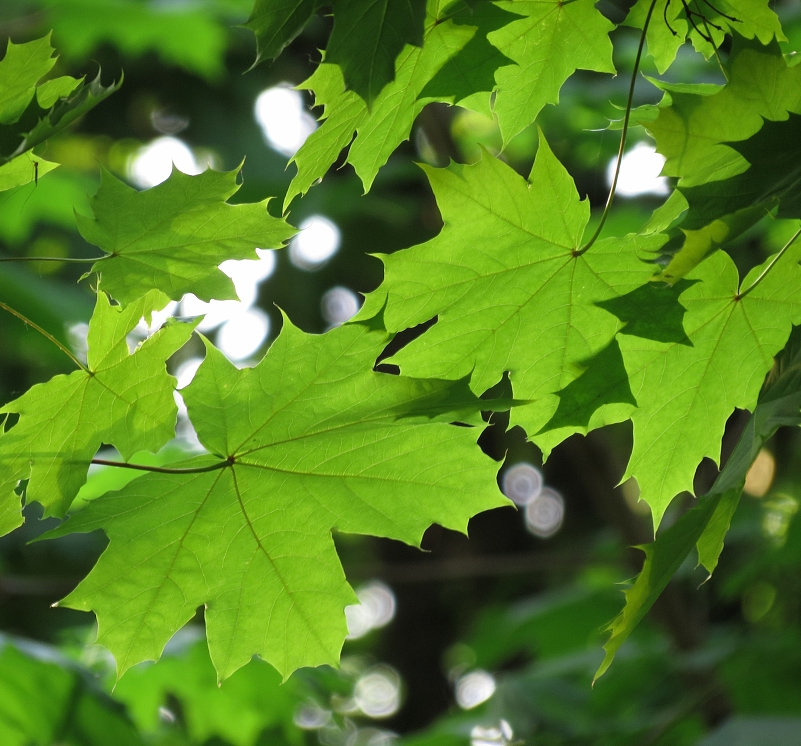 photo "***" tags: nature, macro and close-up, 