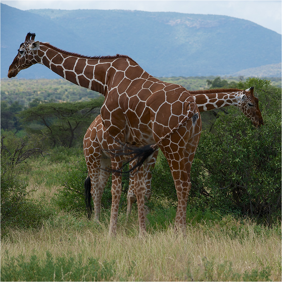 photo "***" tags: nature, travel, жираф
