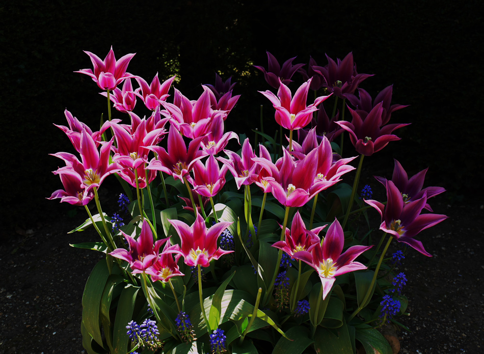 фото "Tulips" метки: природа, цветы