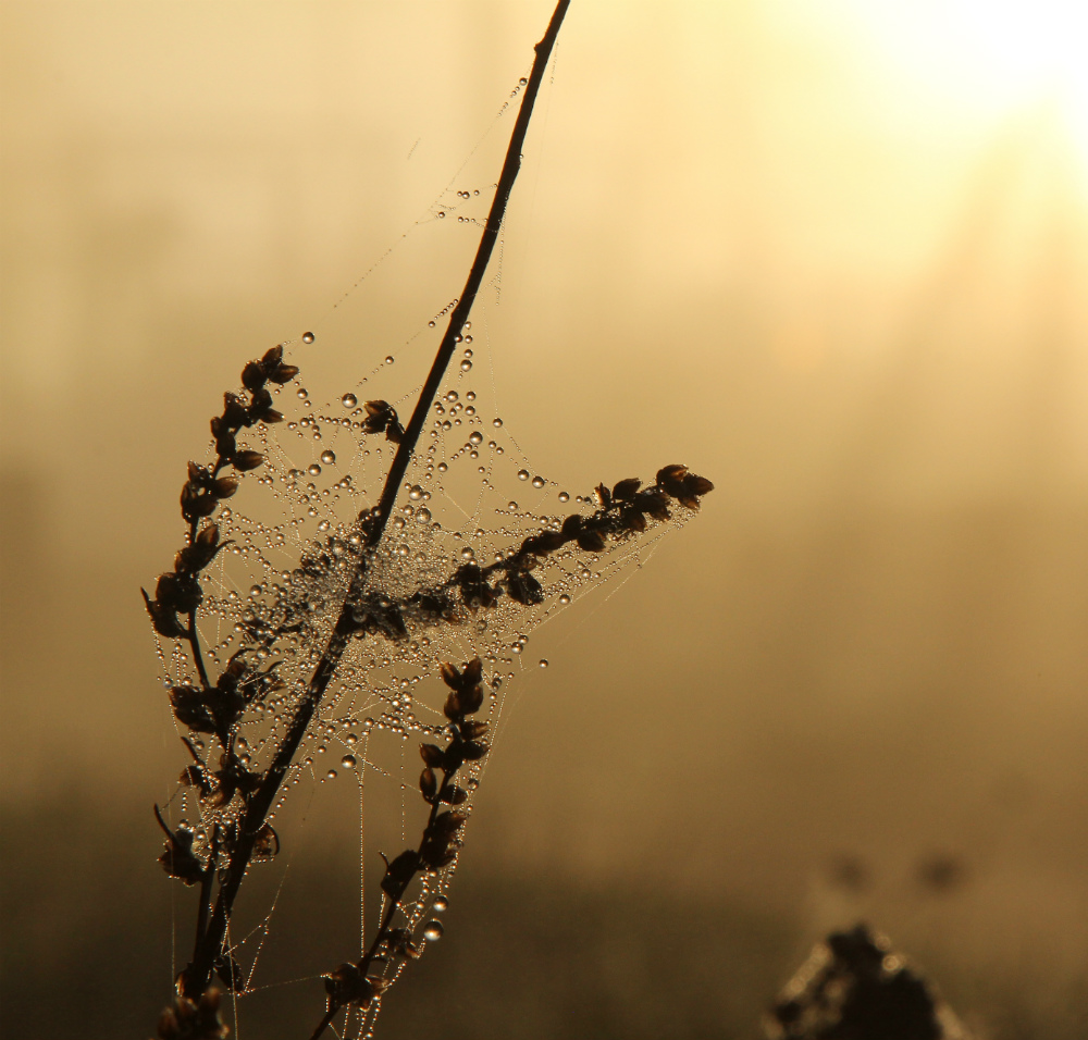 photo "***" tags: nature, macro and close-up, деревня