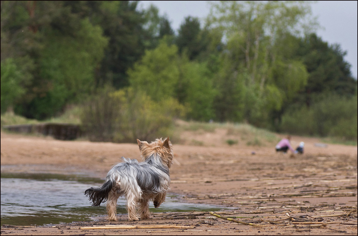 photo "Who are there ?" tags: nature, humor, summer, йорк, собака